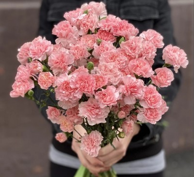 Carnation Chabaud Grenadine Pink
